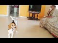 beagle dog playing in house#youtube #trending #doglover