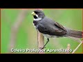 Coleiro e Trinca Ferro Cantoria Top Para Foguear Seus Pássaros!!! - Coleiro Professor Aprendizado