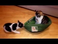 Funny cats stealing dogs beds