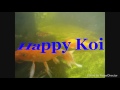 Feed Our Beautiful Koi