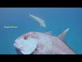 CATCH FISH NEST GIANT TREVALLY-Berburu Di Sarang Bobara