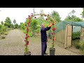 The idea of ​​making a rose flower arch with a plastic pipe at home/ Die Idee /ایده باغبانی