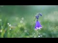 Relaxing Music with Birds Singing   Beautiful Piano Music & Guitar Music by Soothing Relaxation