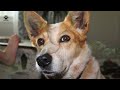 Red Heeler Dog:  Everything You Need to Know