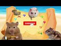 DIY House with Hamsters! Hamster Family Adventure