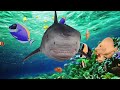 Calm Fish and … 🐠🦈 | Cat Games | Video for Cats | Cat TV  (2023)