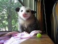 Possum eating strawberry and grapes