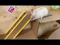 🐹 Pet Hamster escape the maze and traps 🐹 in Hamster Stories ( Cute hamster to rescue his friend )