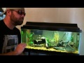yyzgeye's Fvlog 9- I want to know the truth about guppies.Can I handle the truth?