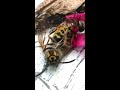 [ORIGINAL] Spider gets stung while wrapping up wasp