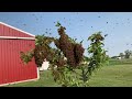 Honeybee swarm on an apple tree