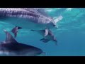 Relaxing Music for Stress Relief. Dolphin singing. Soothing Music for Meditation, Therapy, Sleep