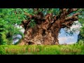 Animal Kingdom | Tree of Life | BGM Loop