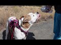 Soothing Volcano Hike 🥾 Bend Oregon