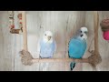Budgie sounds for lonely budgies | 1 hour most chirpful Kiki the budgie