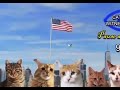 9/11 cats(also its me birthday)