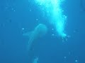 Whale Shark plays with diver