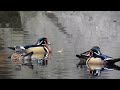 Birdwatching: Wood Ducks!