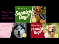 How to Temperament Test Puppies! •Service Dog Prospect Tips Included•