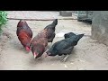 Breeder Rooster and Hens