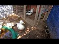 Xoie And Baxter End of July, 2018, almost full grown Peking and Ancana Ducks ;)