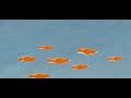 Sky Documentation #13 — Fishes
