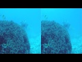 コブシメの産卵3D Giant cuttlefish spawning