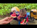 Bu Bu take baby monkey Su to harvest ripe watermelon