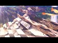 A Glimpse of Barwanys Aquatic Fry