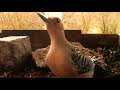 A Male and a Female Red Bellied Woodpeckers Together