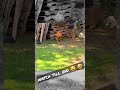 Funny Chicken Chases Dog#funnyvideos#animals#funny#viral#dogs