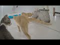 Laugh Uncontrollably! Best Funny Cat Videos 2024 🐱 Best Funny Animal Videos 😂