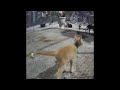 🐕🤣 You Laugh You Lose Dogs And Cats 🙀😹 Funniest Animals # 19