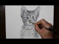 Mind Blowing Kitten Drawing with a Bic Pen