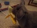 Tulip the rabbit playing with her favorite toy