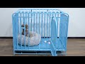 Best 5 Collapsible Dog Crate 2024? Top Best 5 Collapsible Dog Crate for Dogs review. [Buying Guide]