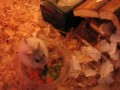 Bolette my new Pearl agouti winterwhite dwarfhamster