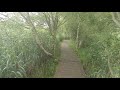 Pathway through tall wetland grasses in east Coast Wicklow Bird Reserve