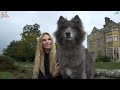 THE GIANT BLUE WOLF - Grown up & HUGE!