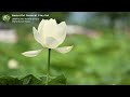 Tranquility in Note: Relaxing with Floral Views | Time to Relaxing Music | Romantic Natural Piano