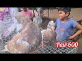 pets Market in salem 🐓🕊️| #pets #birds #petsmarket #youtubevideo #video #viralvideo