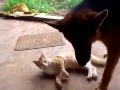 Dog and Cat Playing Funny Clip