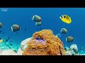 Under Red Sea 4K - Beautiful Coral Reef Fish in Aquarium, Sea Animals for Relaxation - 4K Video #23