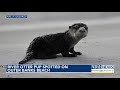 River otter pup spotted on Outer Banks beach