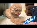 犬が反応する音を愛犬に聞かせたら予想以上に虚無でしたw【トイプードル】