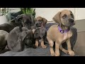 My Great Dane Puppies - FEEDING TIME - 9 Weeks Old Weening From Mamas Milk