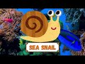 Sea Animals Learning Animals Names and Videos|-English educational video for kids ‎@KiddsTv123