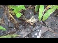 Fierce Leptogenys ants of Borneo