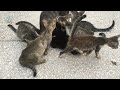 The mother cat is feeding her cute kittens and her little sisters | Family Cats