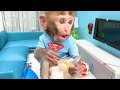 Baby Monkey BonBon Go To The Toilet and Eat Yummy Fruit with Cute Puppy in the Garden - Bonbon Farm